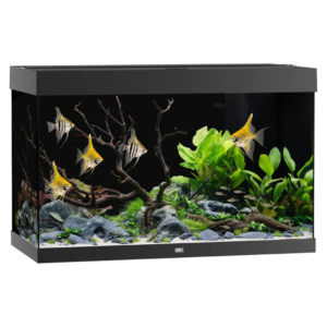 juwel rio fishtank black TaraPet